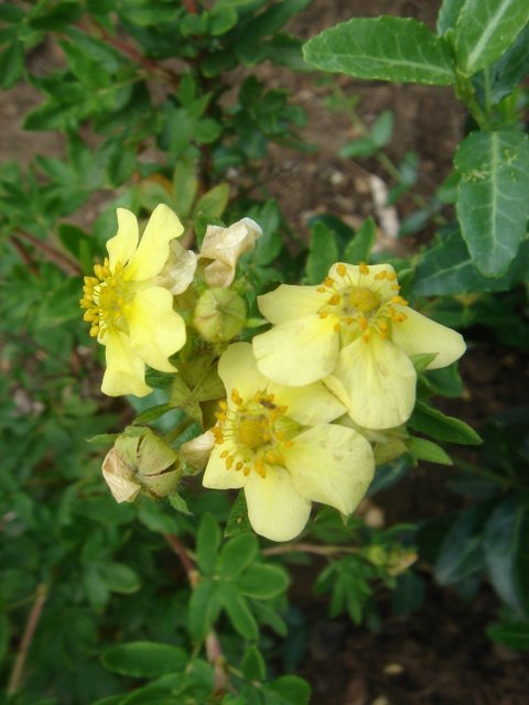 Potentilla fruticosa 'Vilmoriana' fleur P2B P12